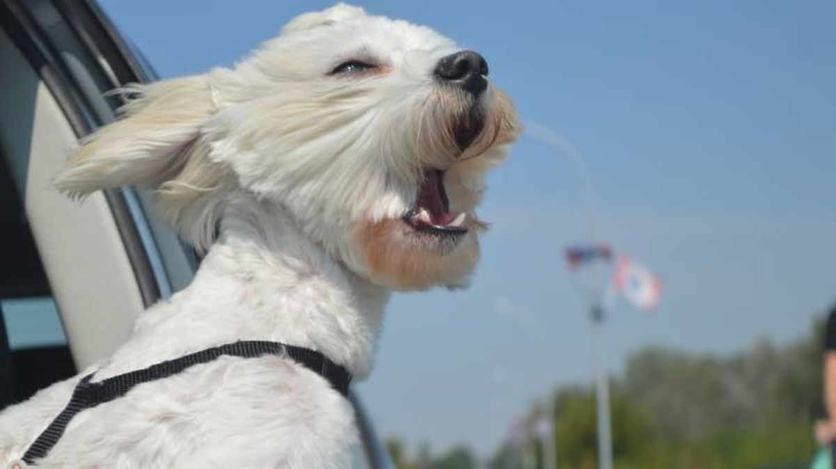 perro asomado por la ventana consejos