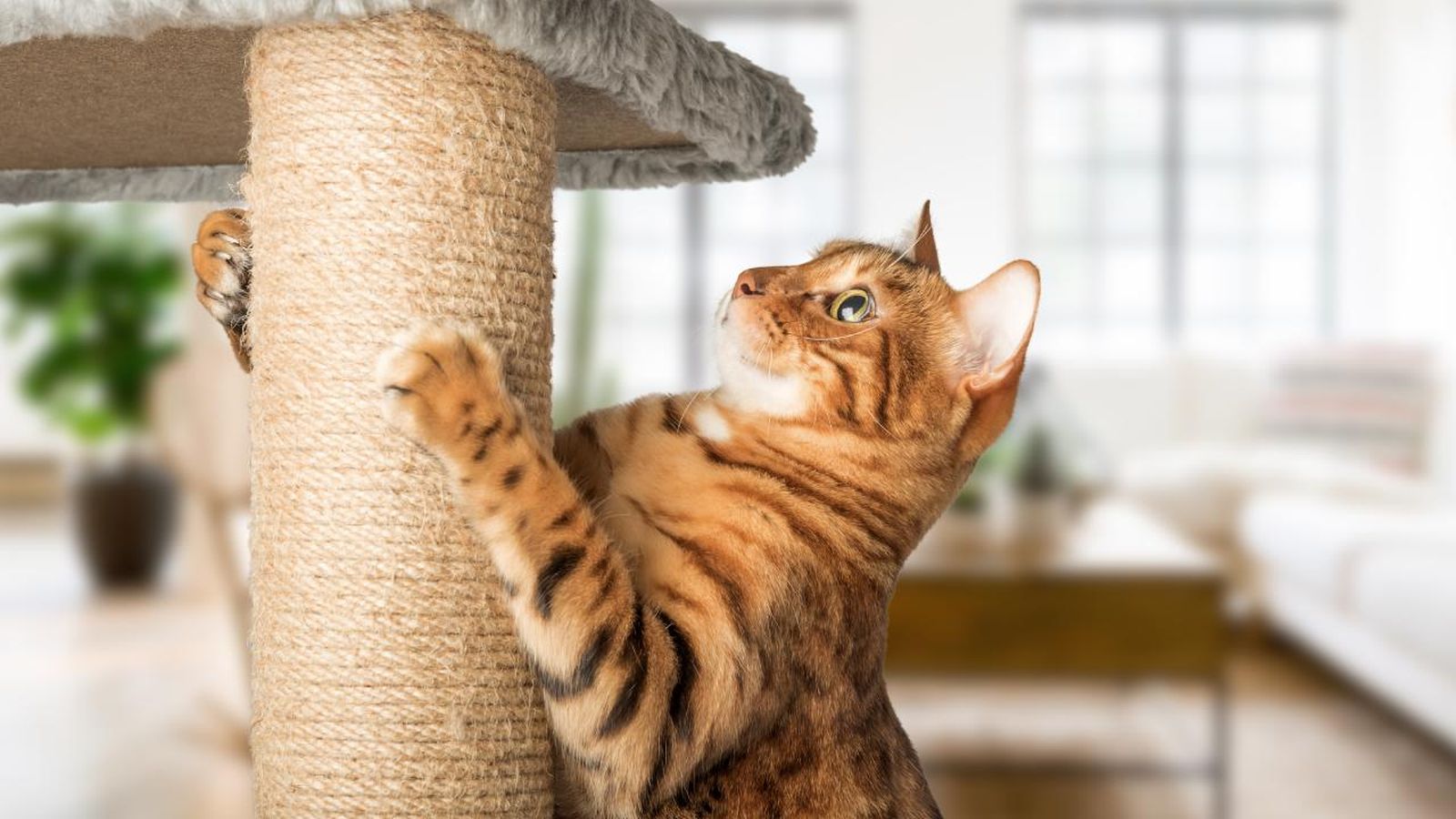 Este excelente árbol rascador para gatos puede ser el mejor regalo para tu peludo.