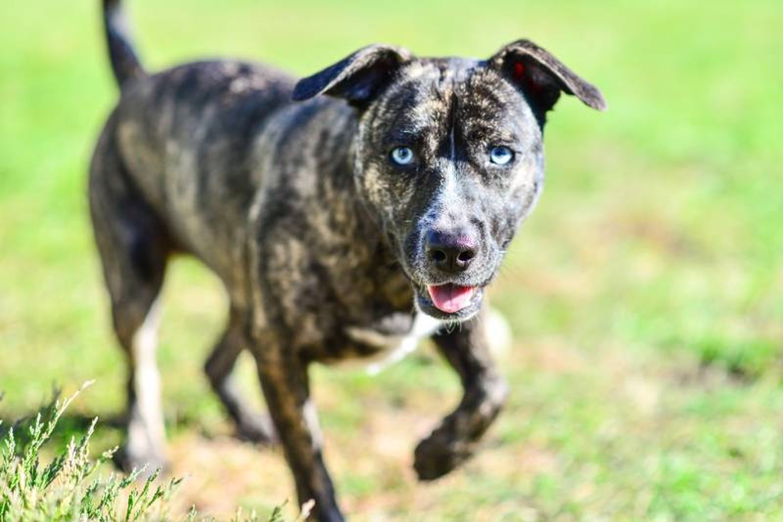 Un perro de trabajo muy versátil al que se le puede reconocer por el color de sus ojos.