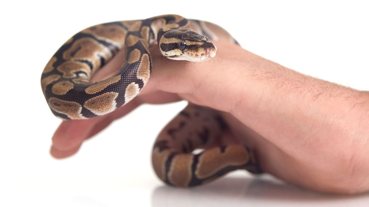 serpientes no venenosas