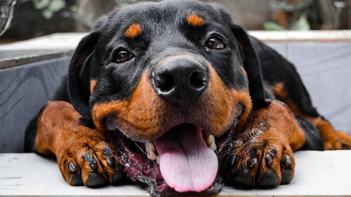 rottweiler xl