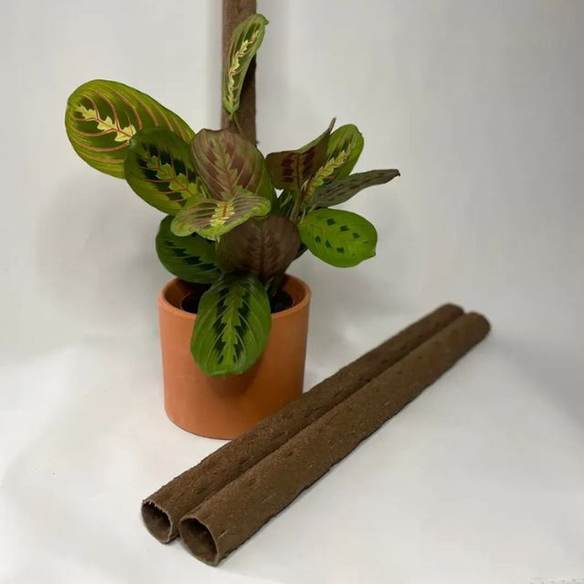 tutor ara planta de patata pur plant