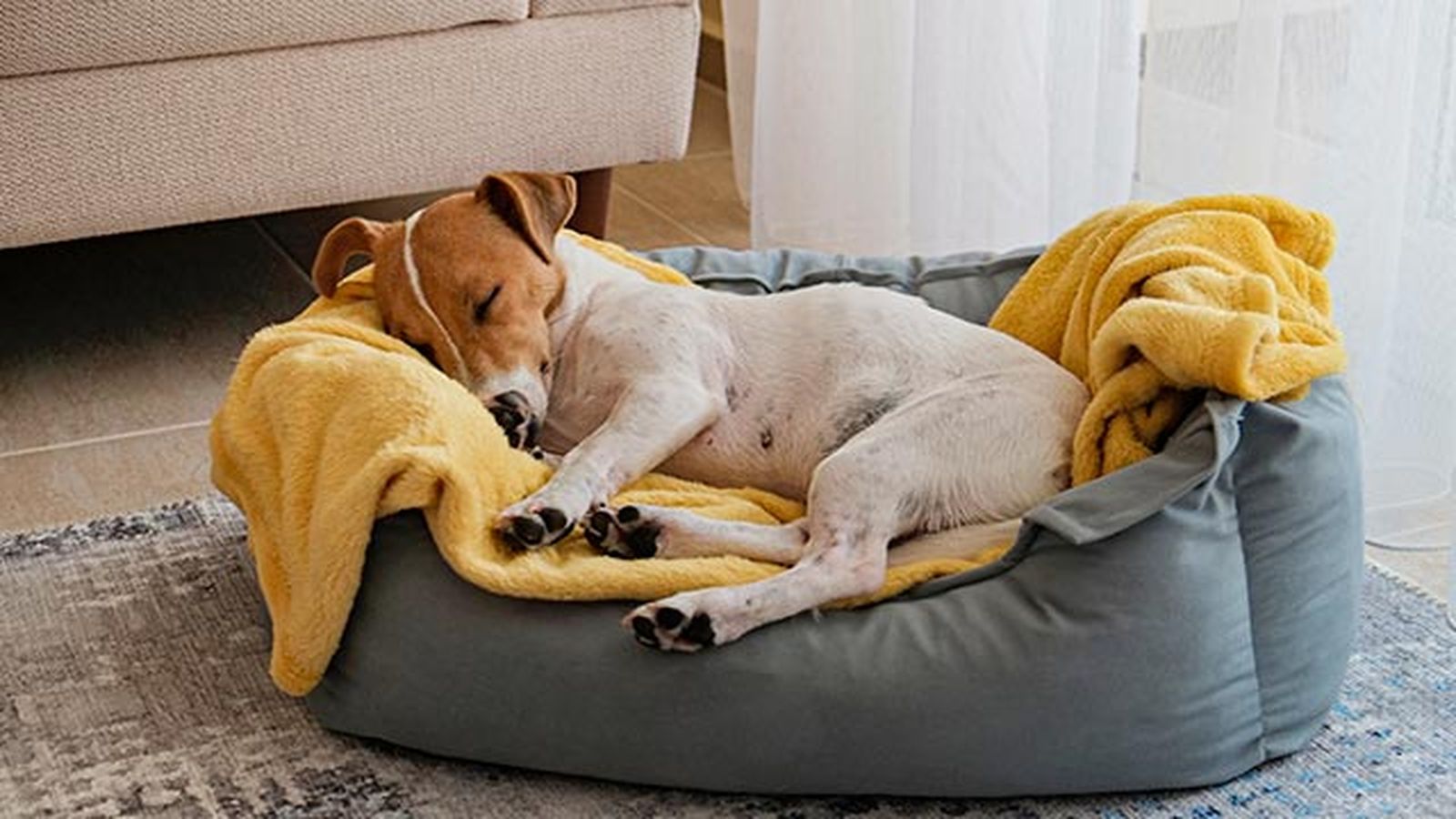 jack russel en la cama