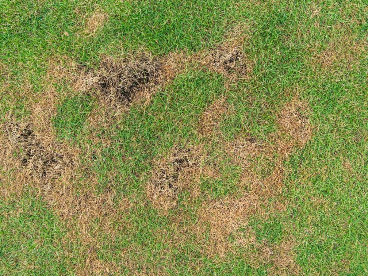 Un césped marrón puede deberse a ciertas enfermedades.