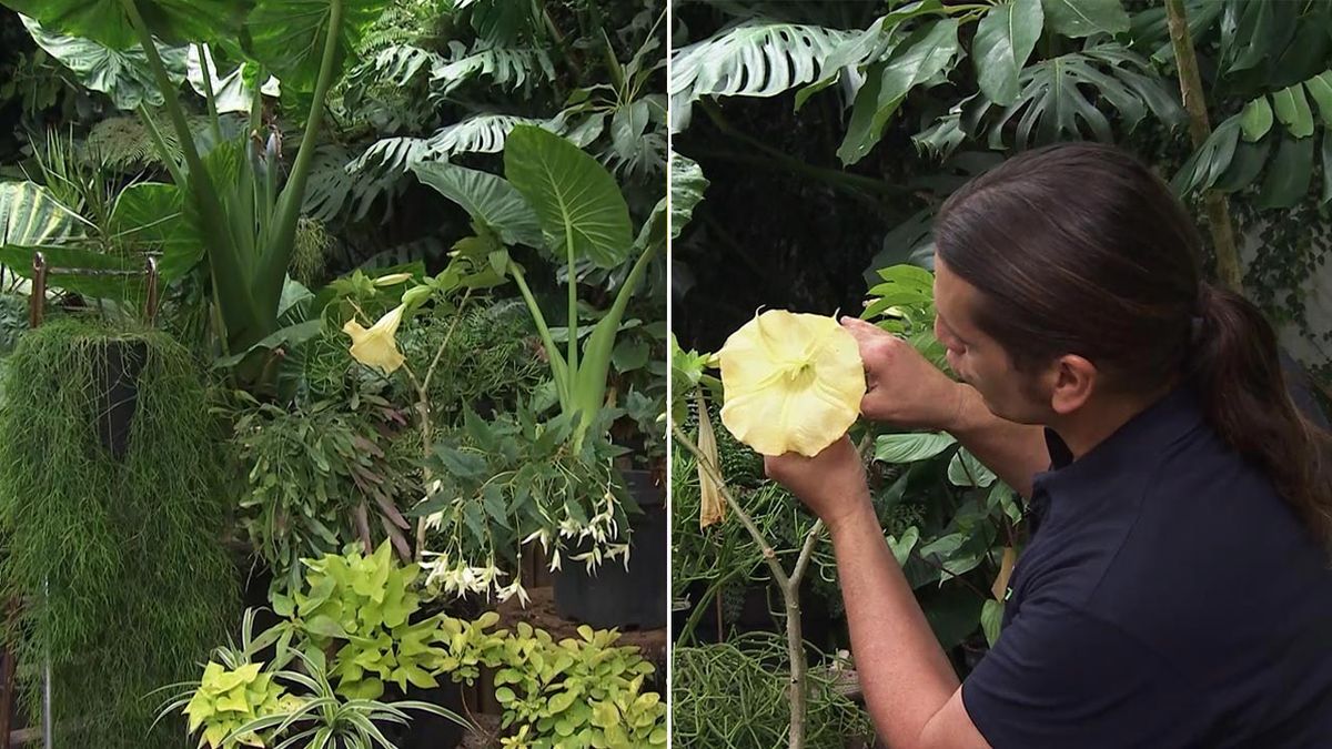 deco782 brugmansia arborea composicion tonos cremas amarillos xl