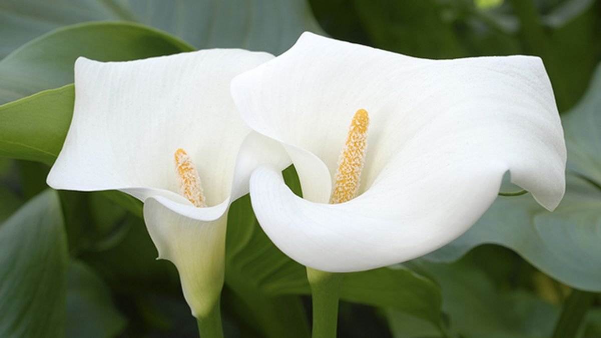 inflorescencia madura semillas cala lirio de agua jardinatis