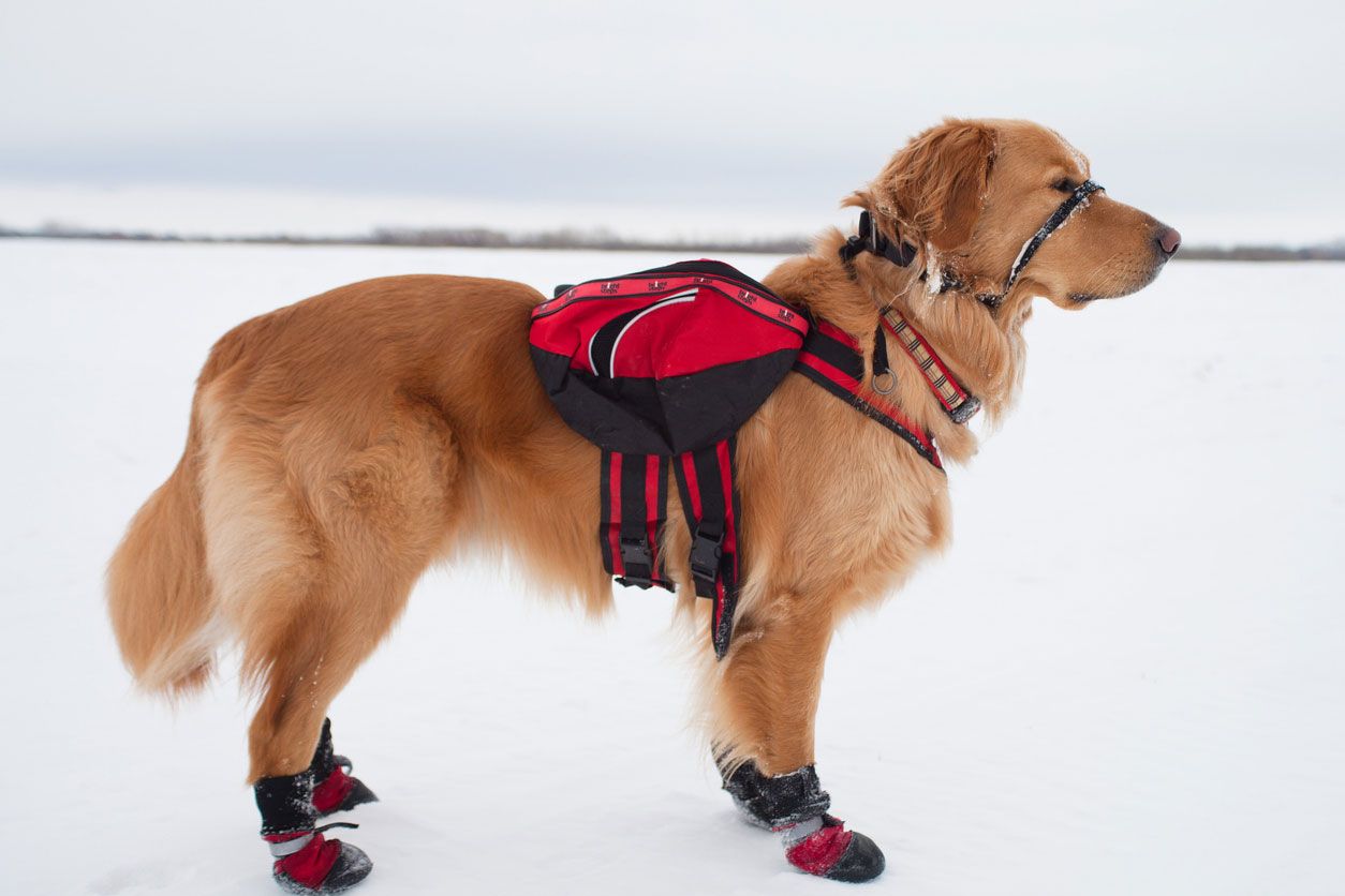mejores razas perro rescate golden retriever