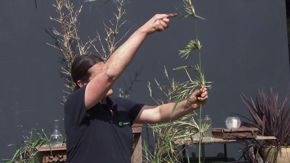 deco 772 jardin floracion bambu reproduccion vegetativa