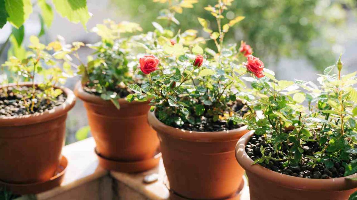 plantar rosal en maceta