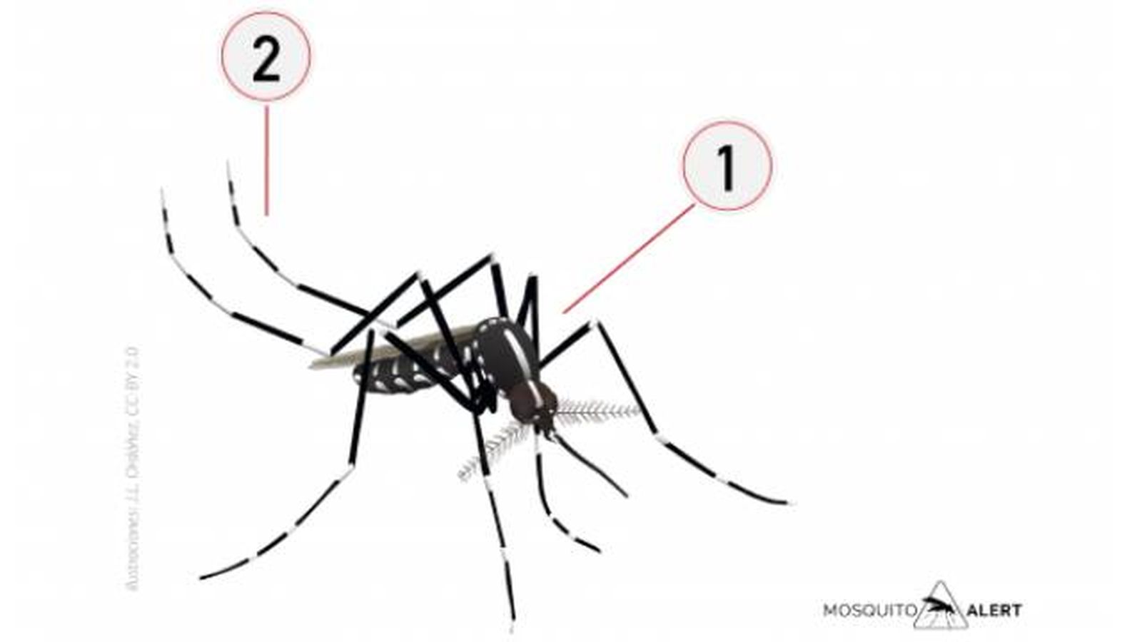 mosquitos transmisores de enfermedades mosquito tigre