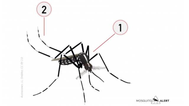 mosquitos transmisores de enfermedades mosquito tigre