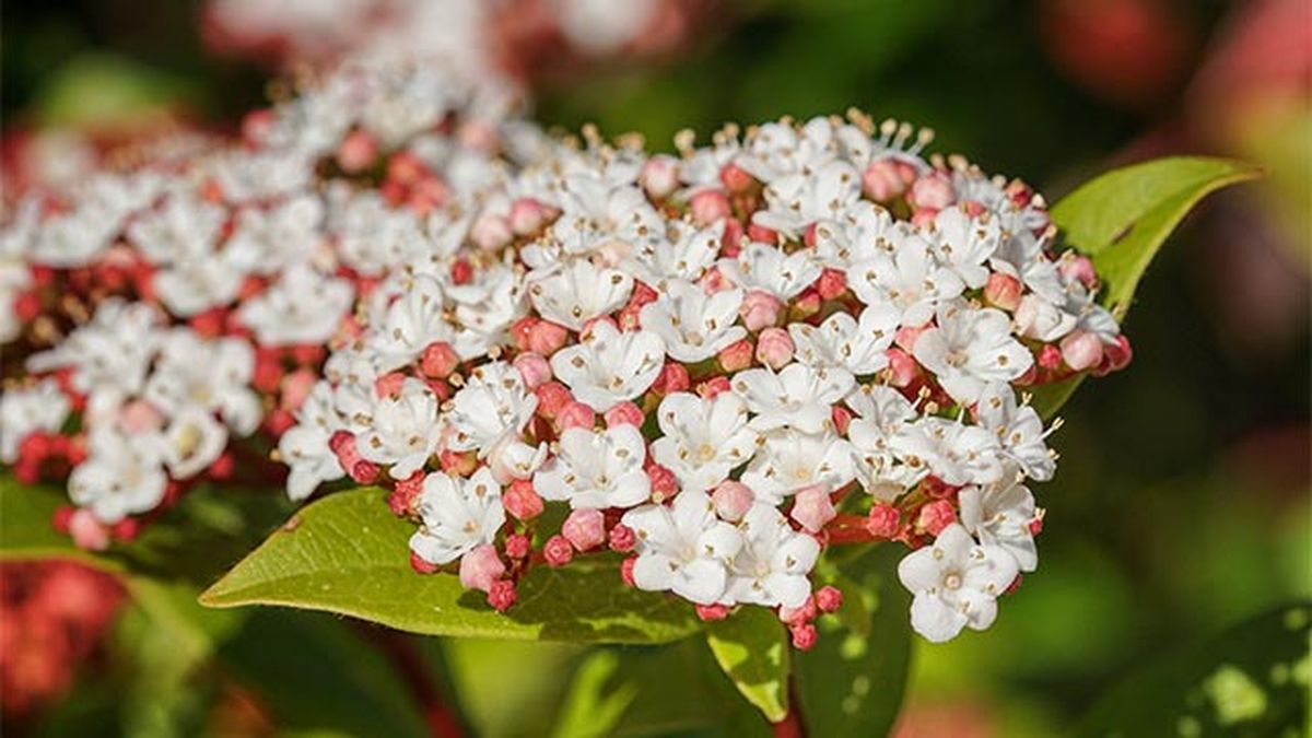 flor del arbusto durillo Viburnum tinus