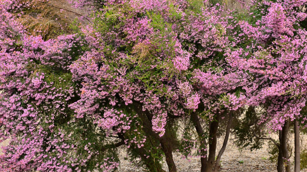 Erica canaliculata