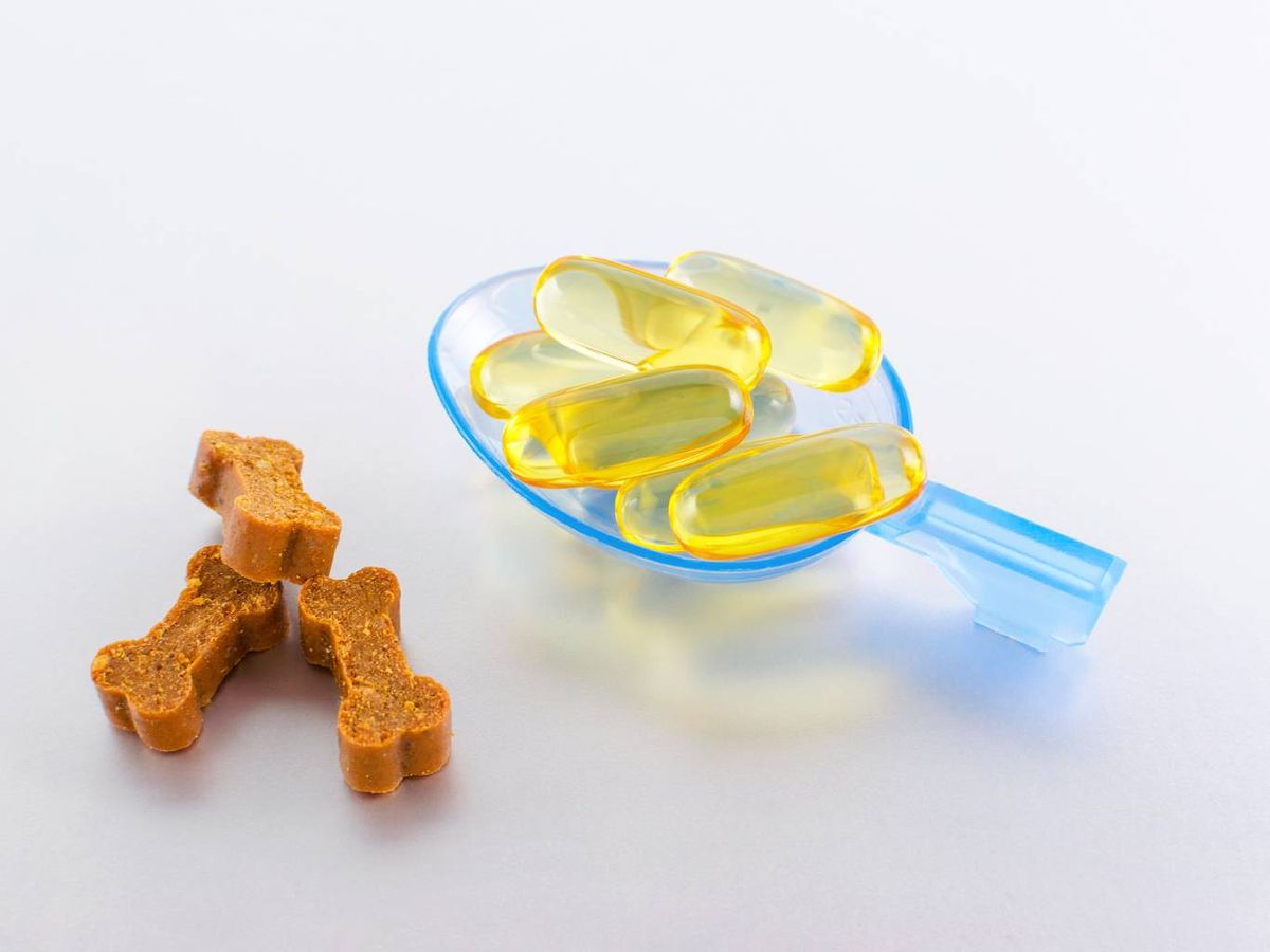 Algunos suplementos pueden apoyar el funcionamiento cognitivo en perros mayores.