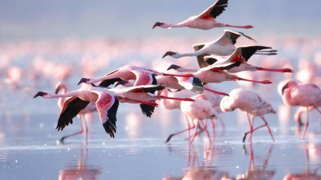 flamencos rosas aves sociales grupos