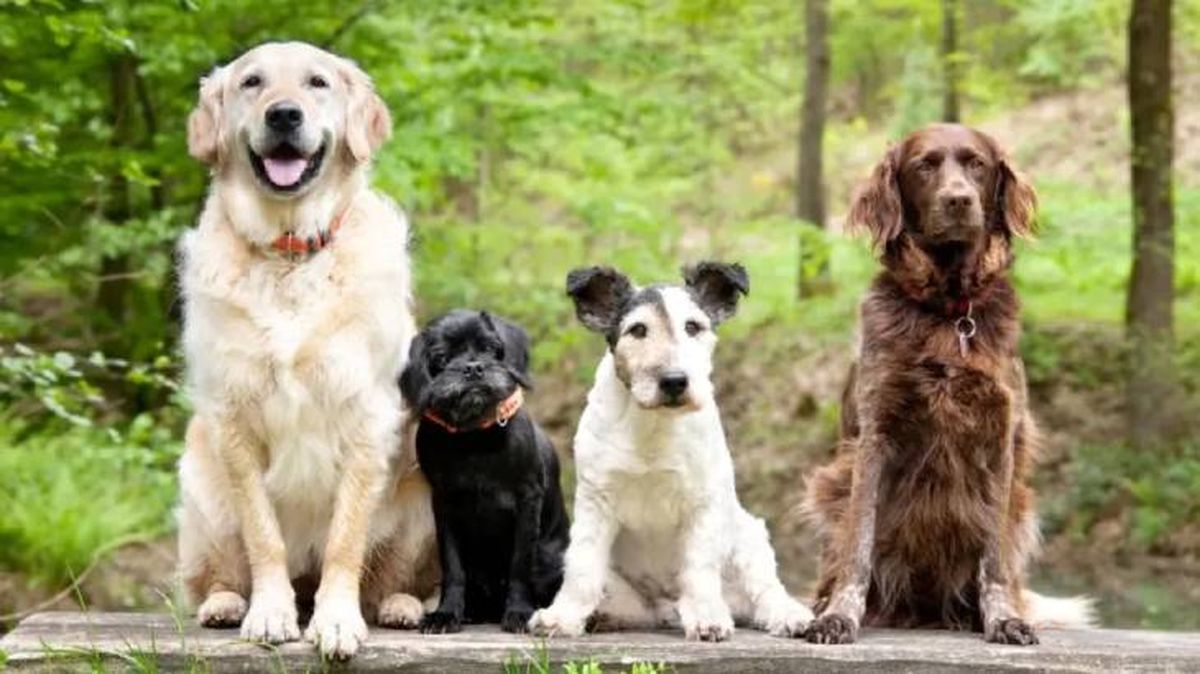 cushing en perros (1)