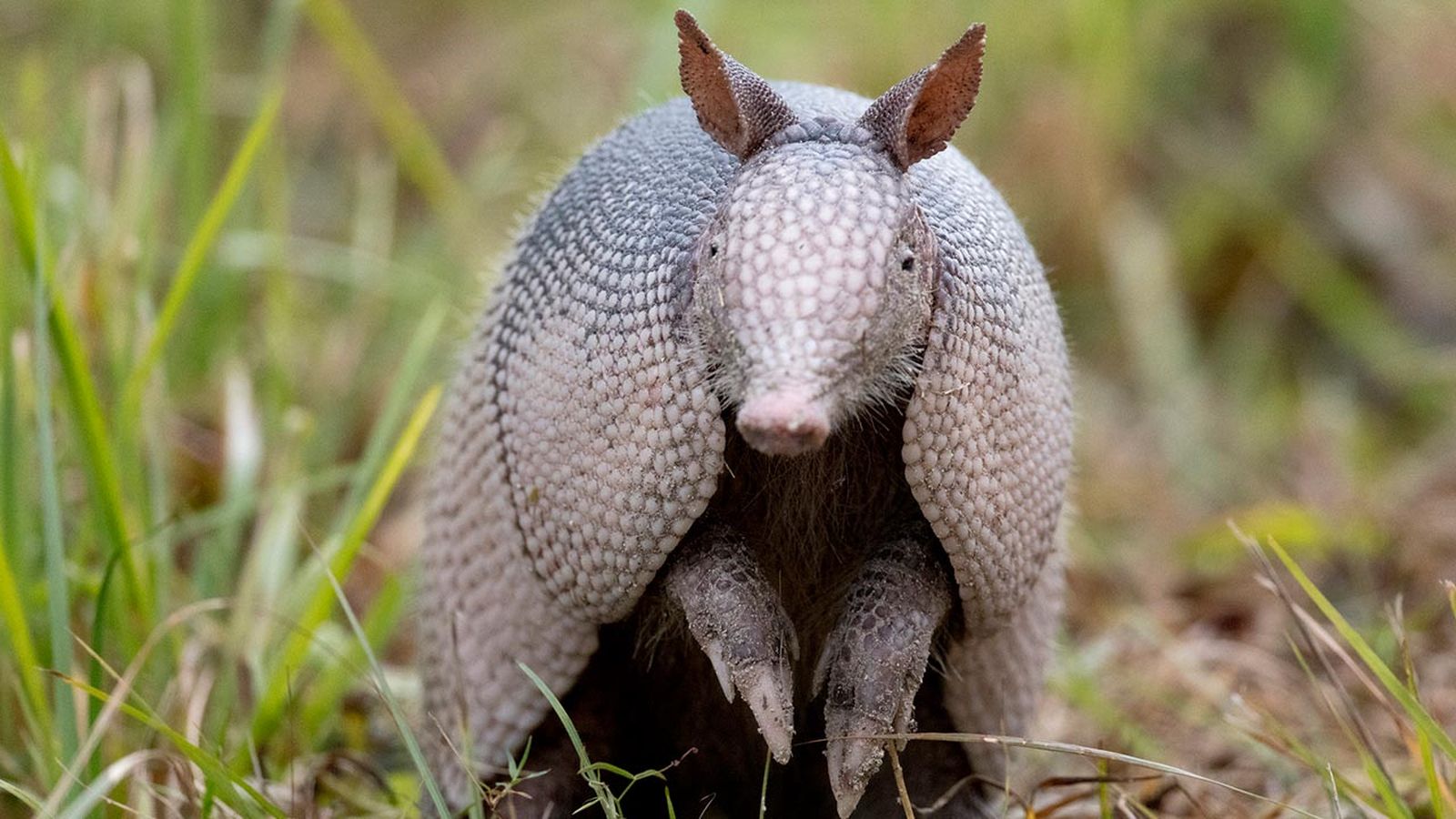 armadillo portada