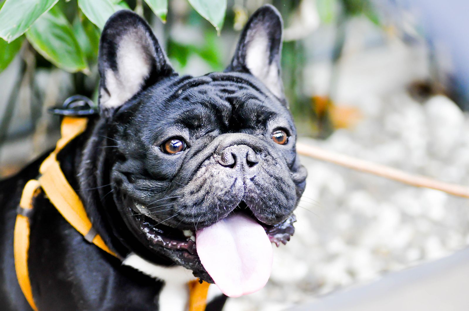 mascotas perros sindrome braquicefalico