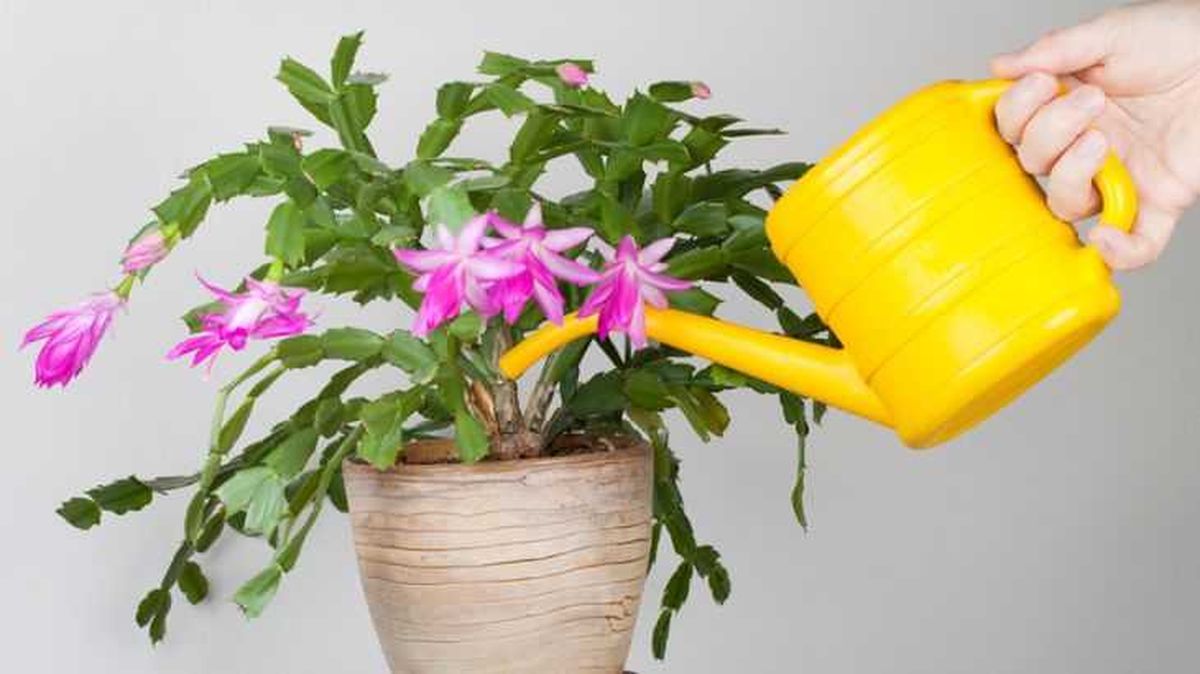 Riego del cactus de Navidad