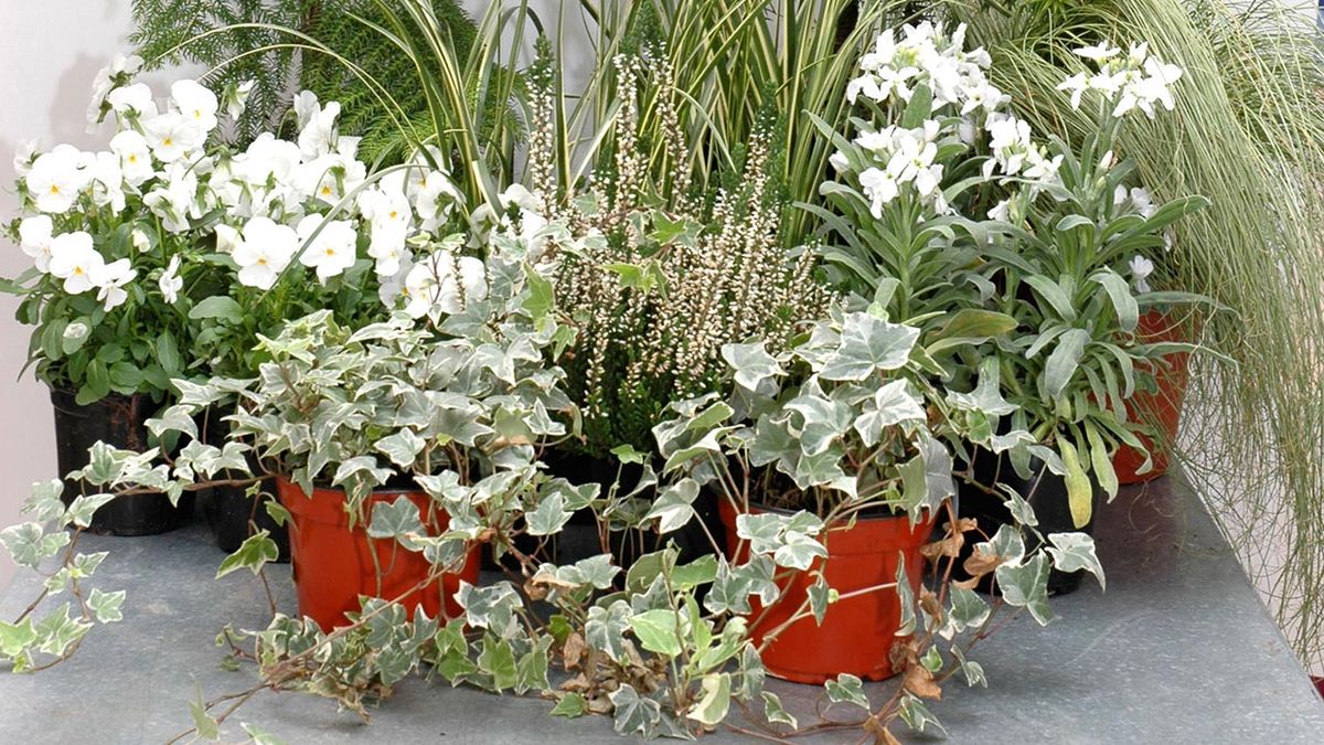 deco 122 composicion y trasplante de Araucaria plantas