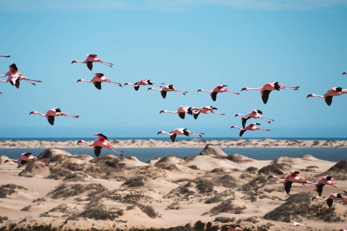 Es habitual que las aves migren cuando comienza el invierno hacia regiones más cálidas.