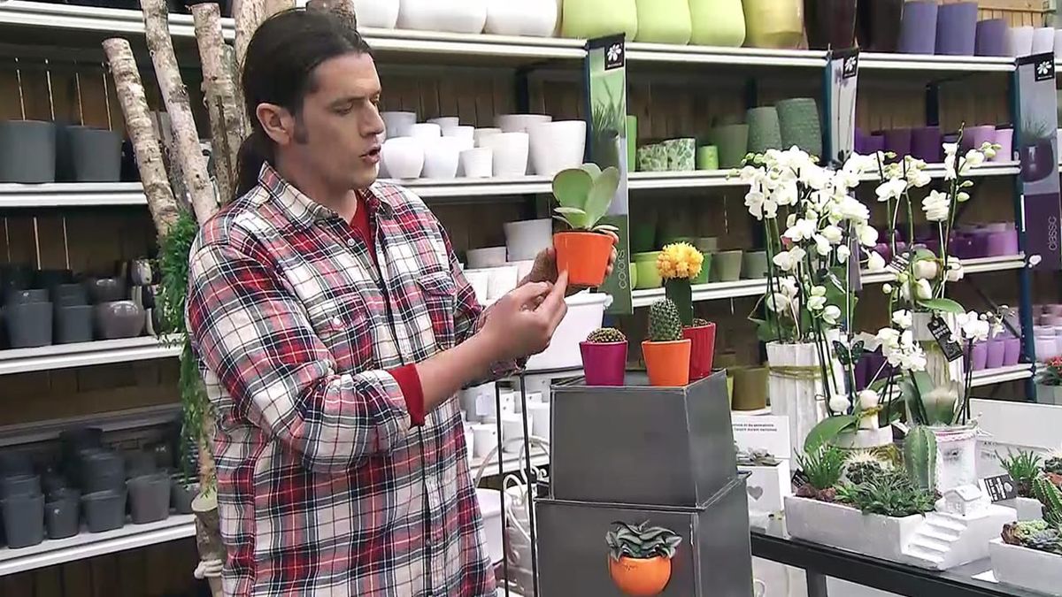 deco 565 plantas en miniatura composicion individual