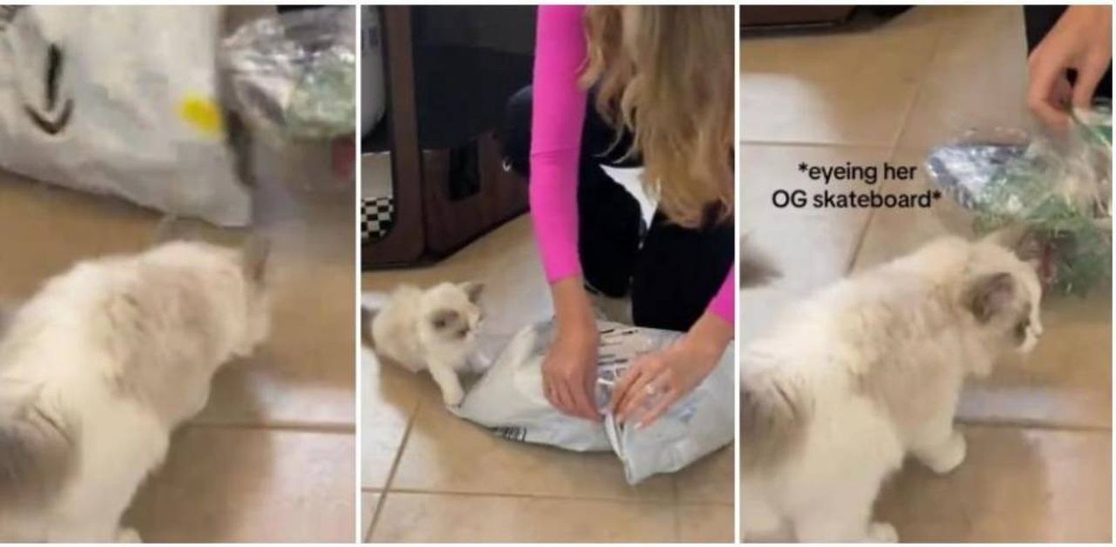 El gatito se emocionó al ver su regalo.