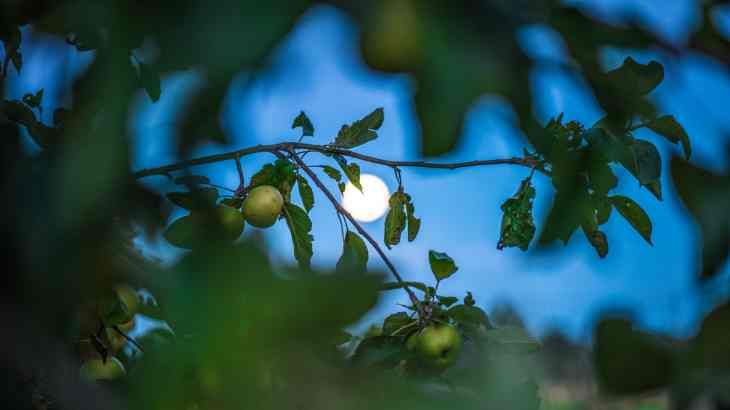 influencia luna en las plantas