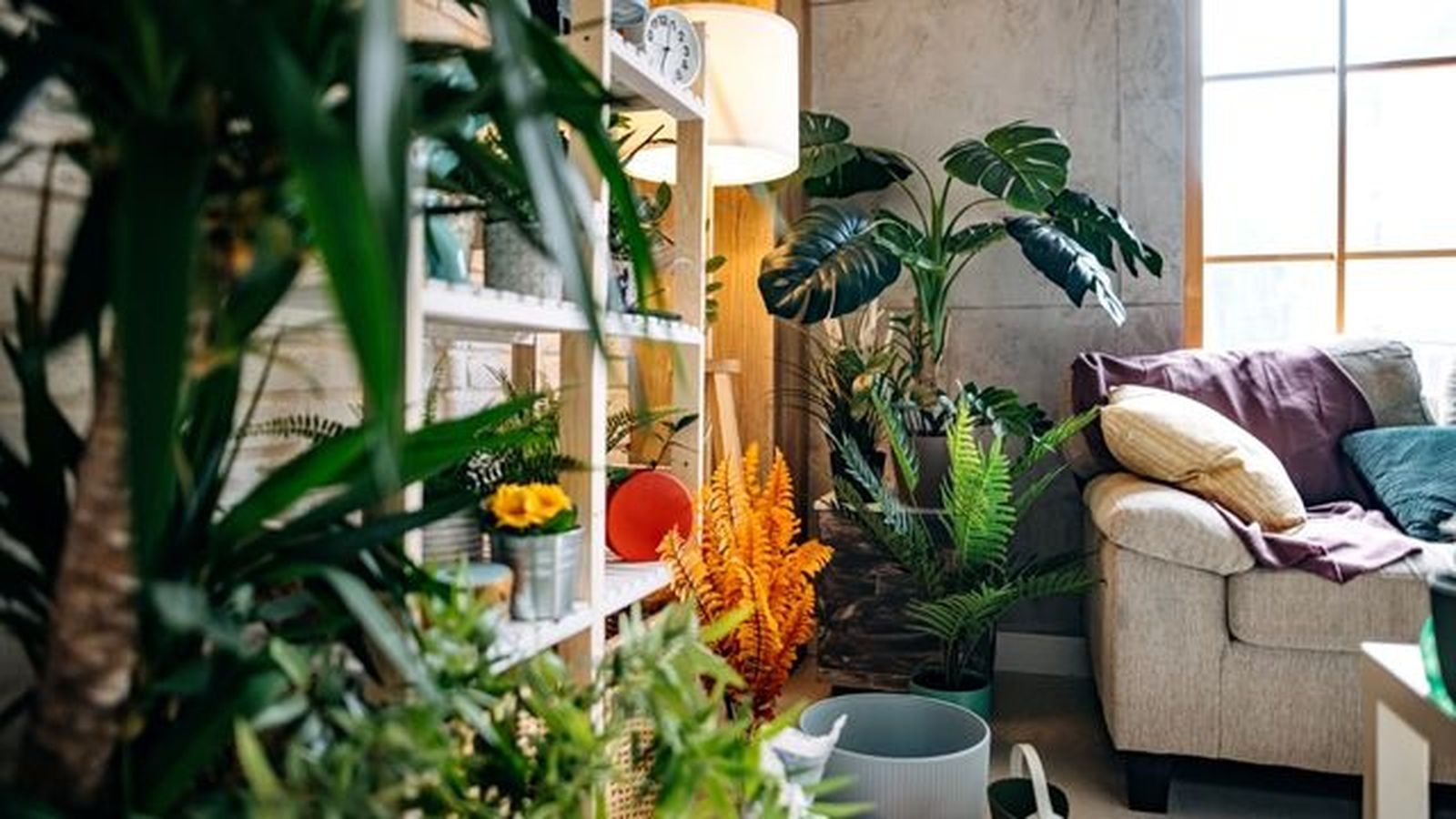 como se usen las plantas influye en la energia del seng shui