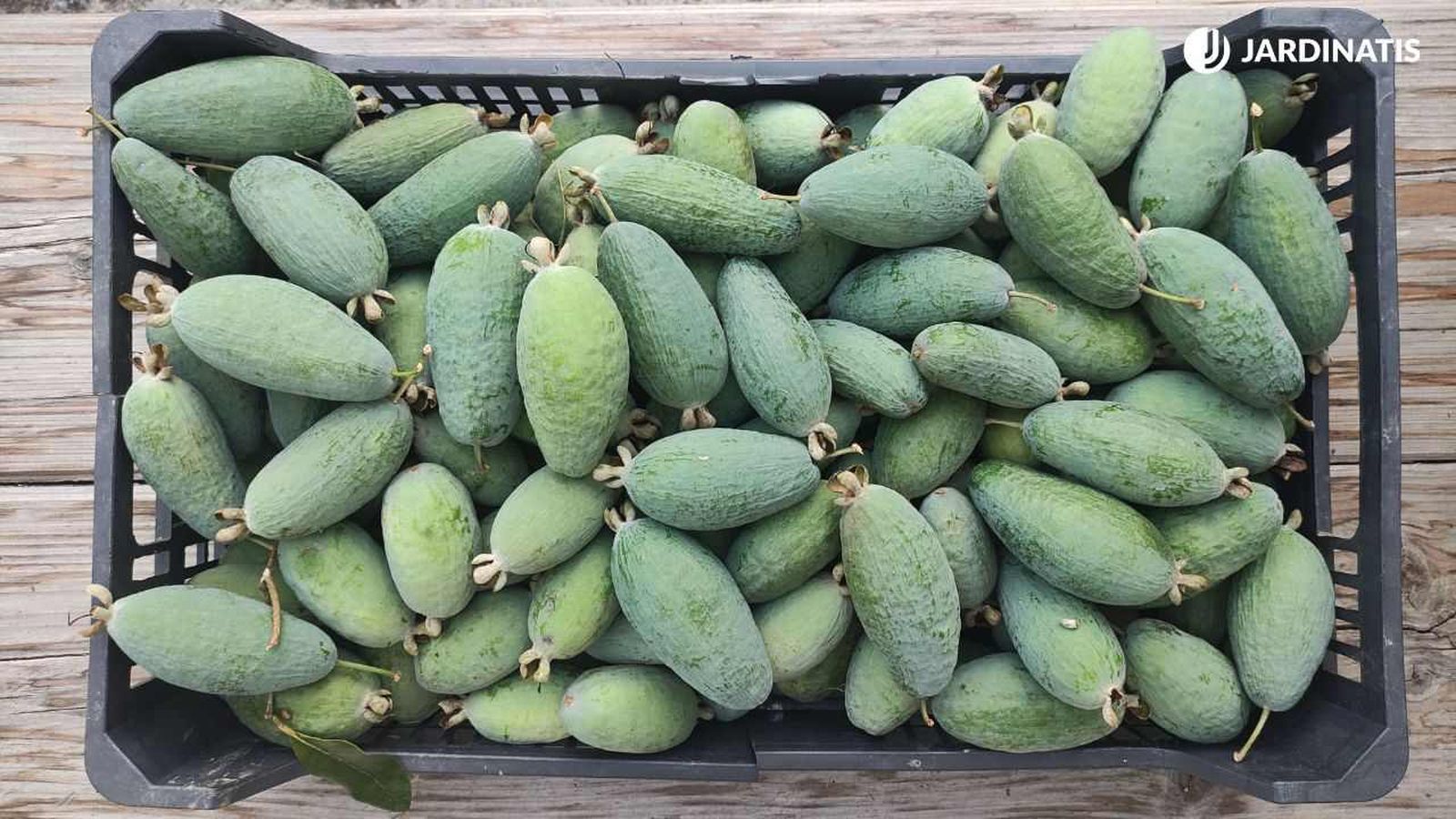 Recolección de feijoa