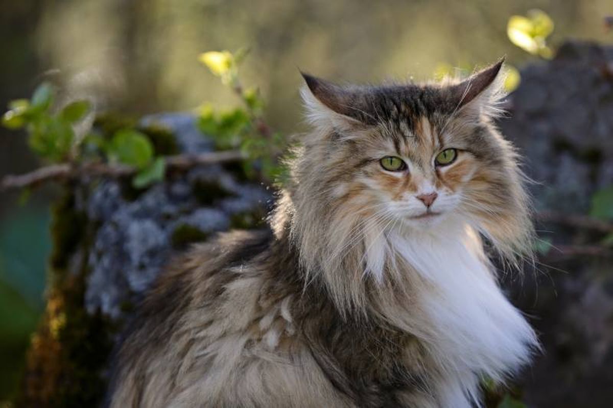 En ocasiones se le confunde con el Maine Coon, otra raza felina de gran tamaño.