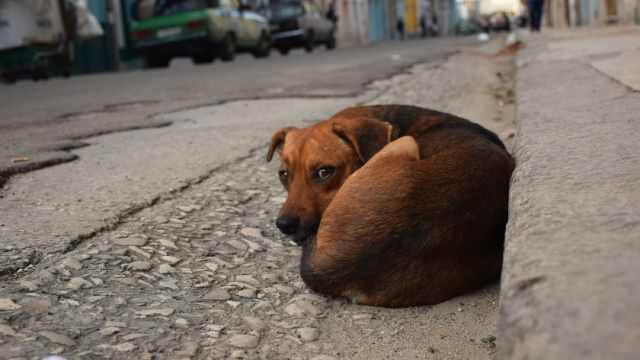 como pasear a un perro miedoso 7