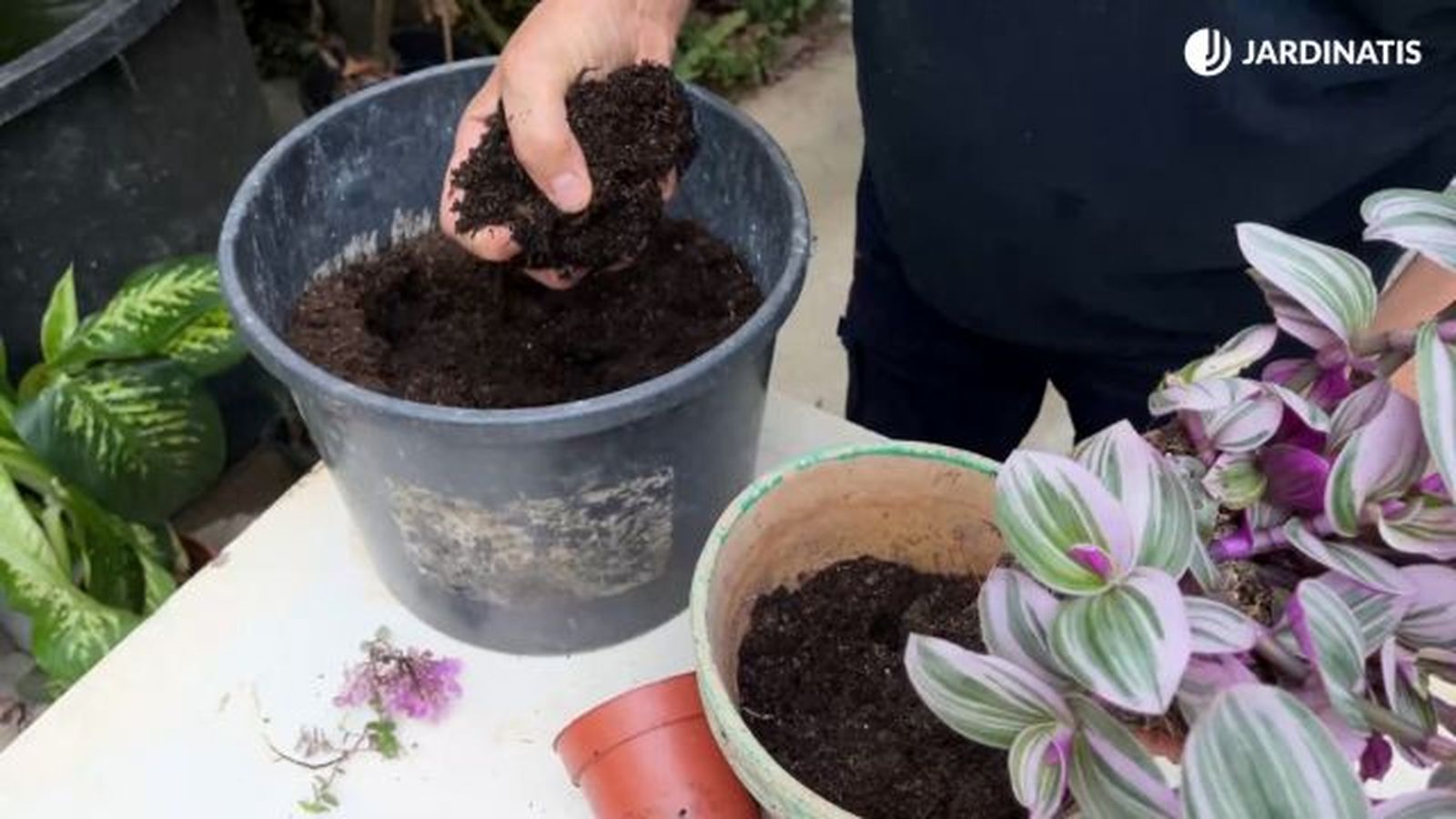 sustrato abono para las tradescantias jardinatis 23 38
