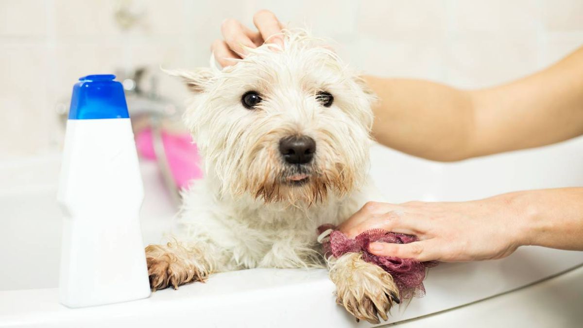 perros pelo blanco champu jabon especifico blanqueador