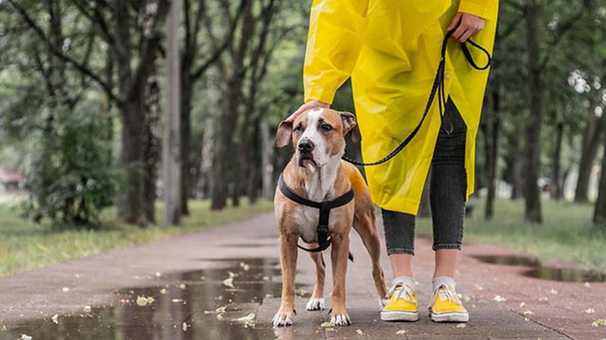 cuidados consejos proteger perro lluvia chubasquero 2