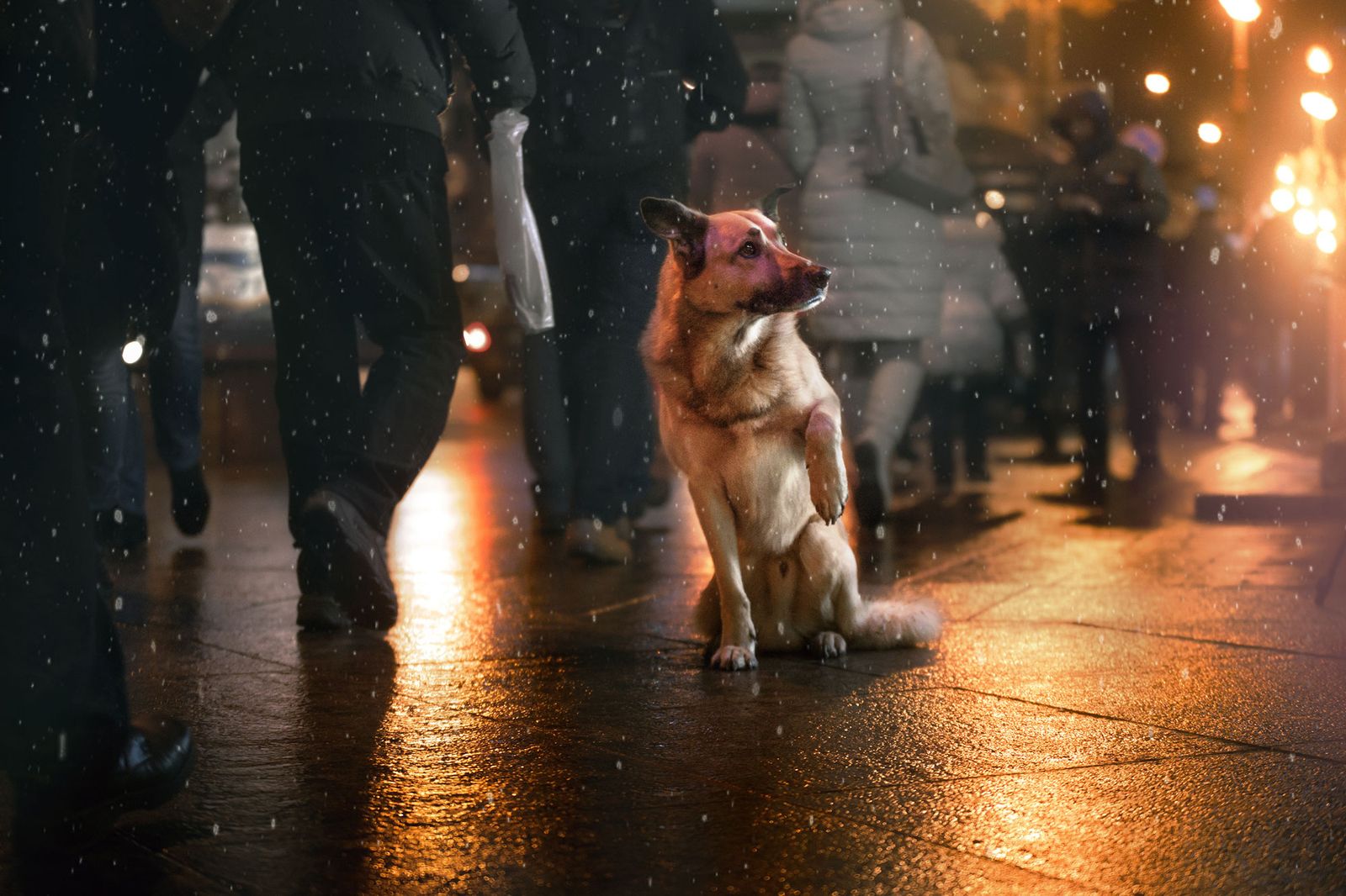 Durante el día de Nochevieja lleva al perro siempre atado con la correa.