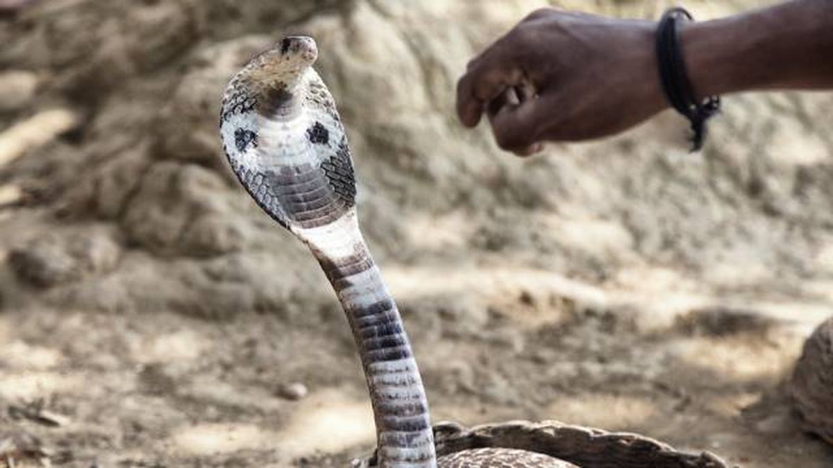 cobra real serpiente venenosa mas grande del mundo habitat
