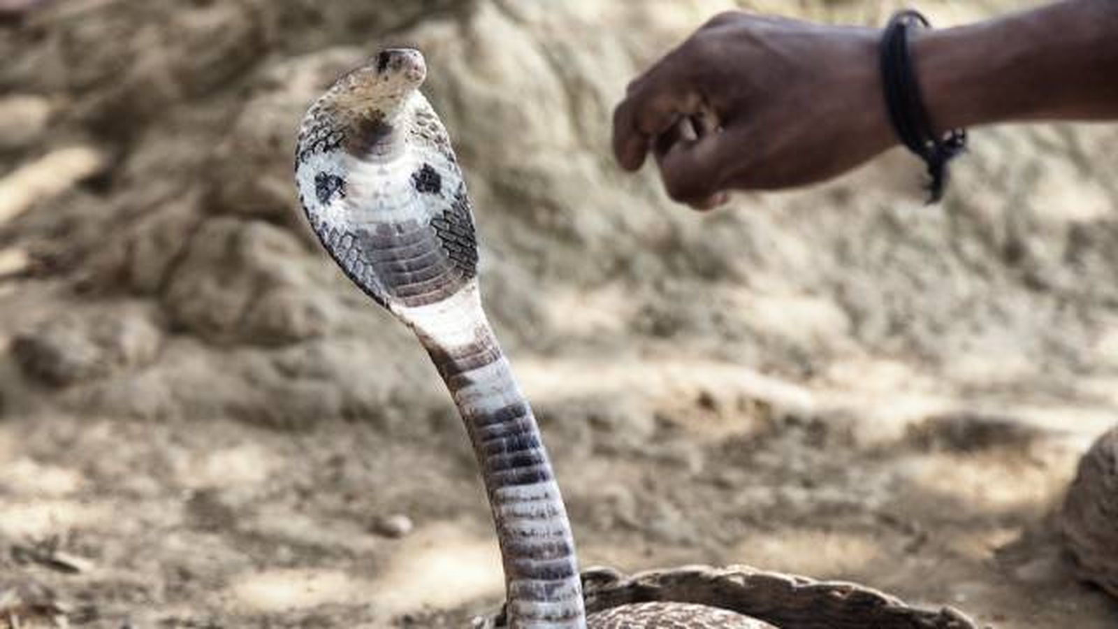 cobra real serpiente venenosa mas grande del mundo habitat
