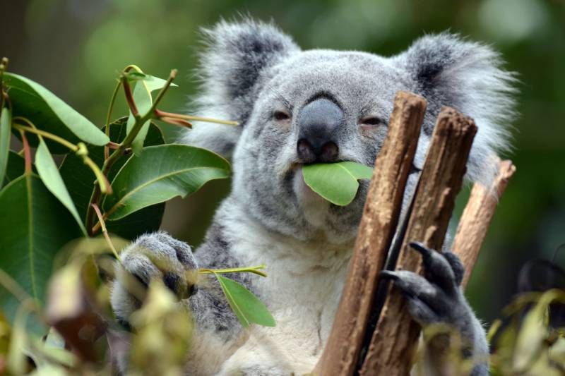 Los koalas no se alimentan de otros árboles, solamente de hojas frescas de eucalipto
