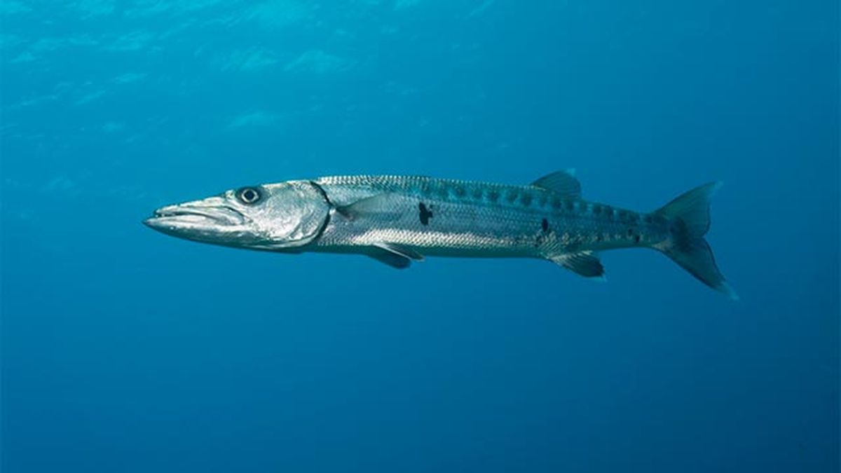barracuda