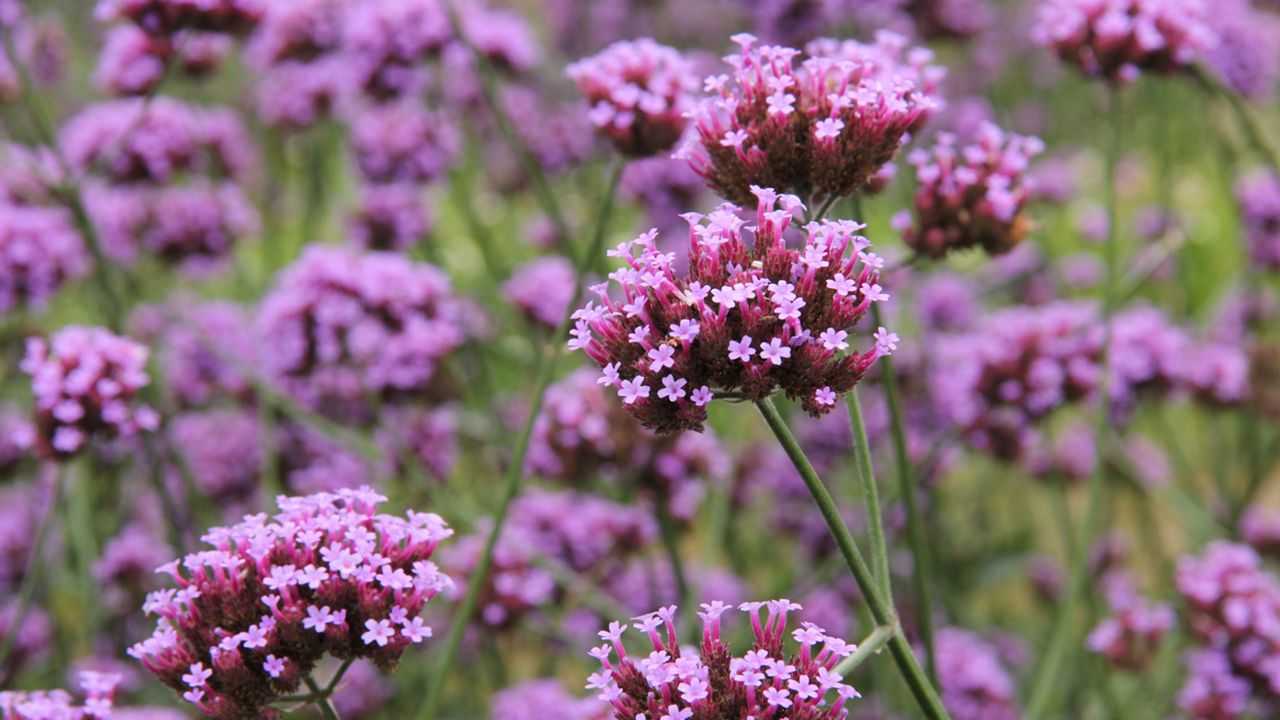 arriete Verbena bonariensis