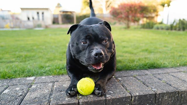 staffie jugando