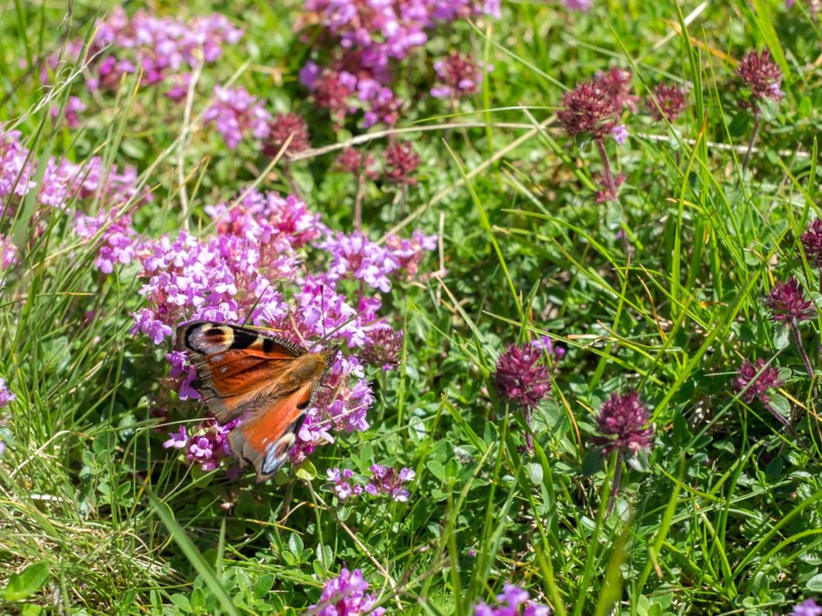 Mariposa en la flor.
