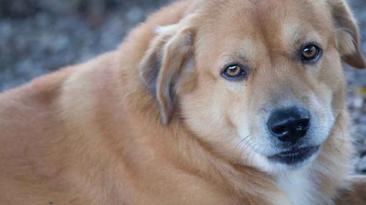 gusano del corazon en perros 6