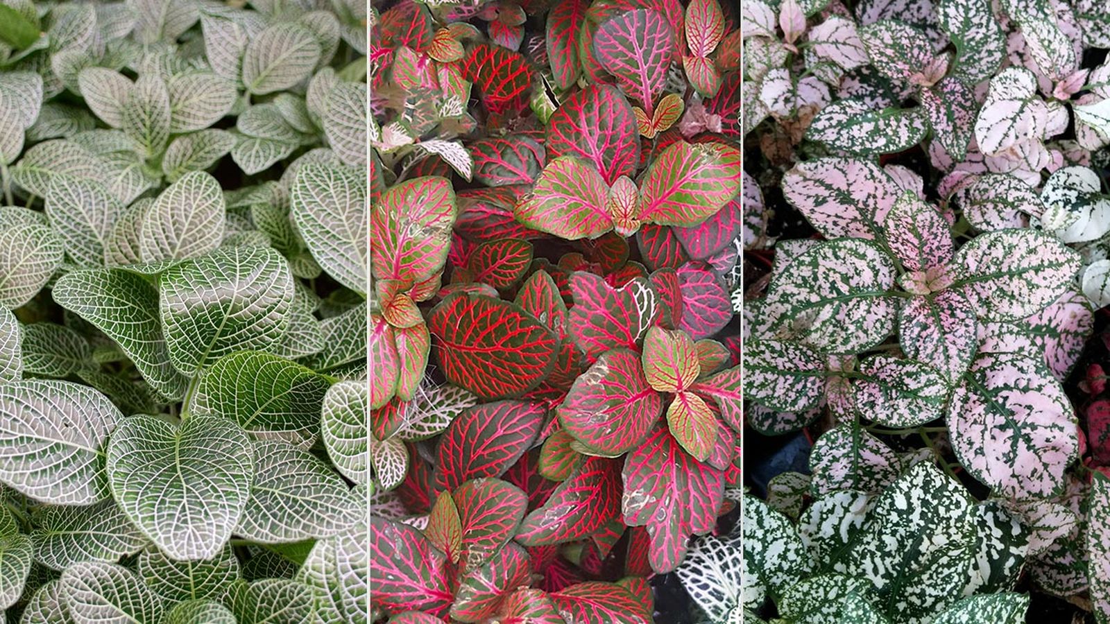 caracteristicas cuidados fittonia verschaffeltii xl