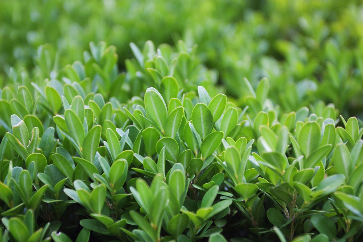 Buxus suffructicosa