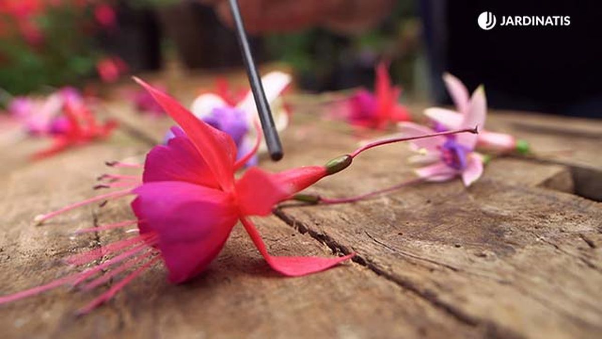 brico 0958 oendientes de la reina organos reproductores flores