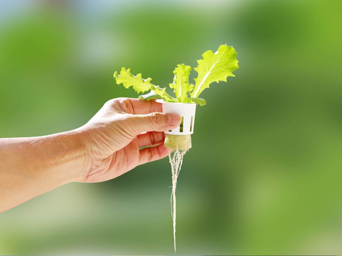 Cultivo de lechuga en lana de roca