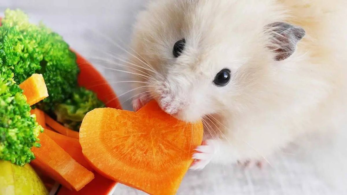 que come un hamster xl (1)