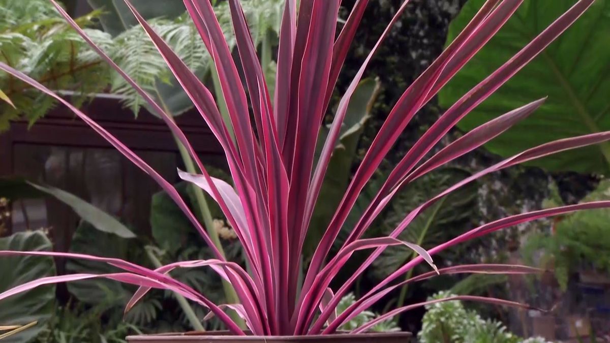 deco 682 cordyline australis rosa